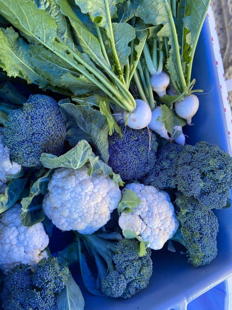 cauliflower and broccoli