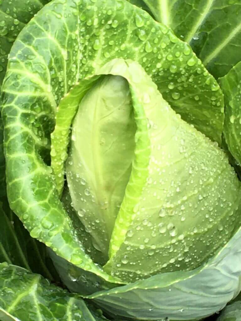 cabbage