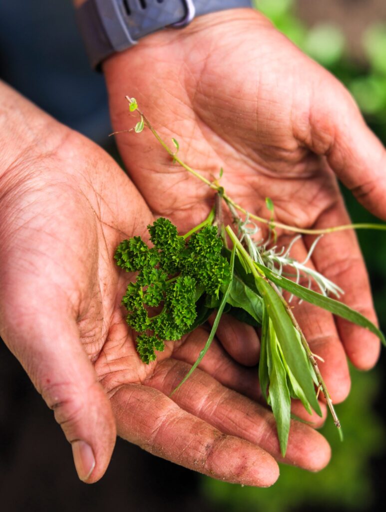 gardener holding plants in palms of hand